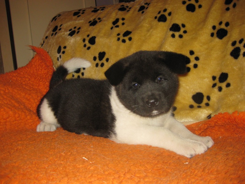 Puppies